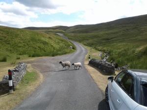 sheep
